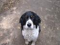 Engelsk springer spaniel Diana. <3 **Død* :'(