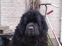 Newfoundlænder Bamse