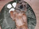 Border terrier hunters' house Elmer