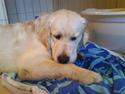 Golden retriever HUGO