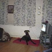 Blanding af racer Tinke