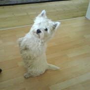 West highland white terrier Sokrates/Dolle