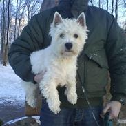 West highland white terrier Sokrates/Dolle