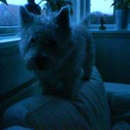 West highland white terrier Sokrates/Dolle