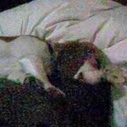 Beagle Wilma