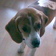 Beagle Wilma