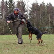 Dobermann john gotti
