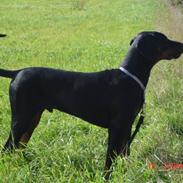 Dobermann john gotti