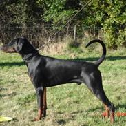 Dobermann john gotti