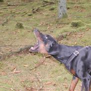 Dobermann john gotti