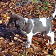 Kleiner münsterländer Artur