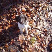 Kleiner münsterländer Artur