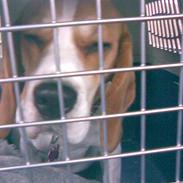 Beagle Wilma