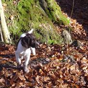 Kleiner münsterländer Artur