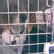Beagle Wilma