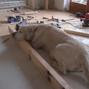 Labrador retriever Ludvig