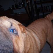 Shar pei Sally