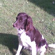 Kleiner münsterländer Artur