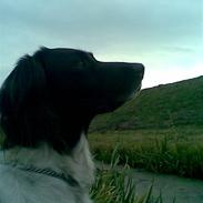 Kleiner münsterländer Artur