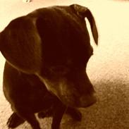 Blanding af racer Chico