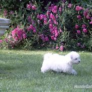 Coton de tulear Olivia