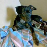 Blanding af racer Chico