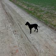 Blanding af racer Chico