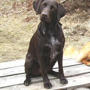 Blanding af racer King