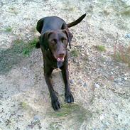 Blanding af racer King