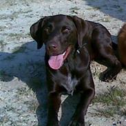 Blanding af racer King