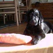 Flat coated retriever Charlie