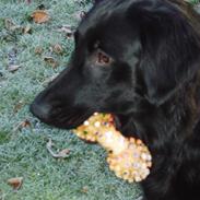 Flat coated retriever Charlie