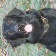 Flat coated retriever Charlie