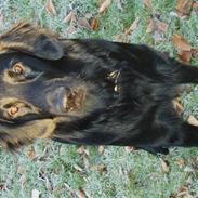 Flat coated retriever Charlie