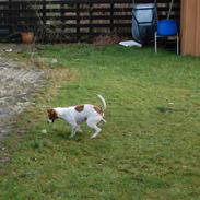Jack russell terrier sille