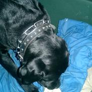 Labrador retriever Bulder