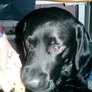 Labrador retriever Bulder