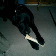 Labrador retriever Bulder