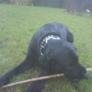 Labrador retriever Bulder