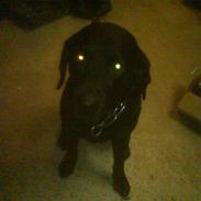 Labrador retriever Bulder