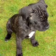 Cane corso Beebob *HIMMELHUND*