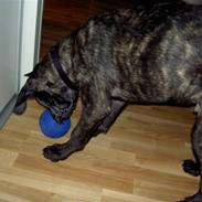 Cane corso Beebob *HIMMELHUND*