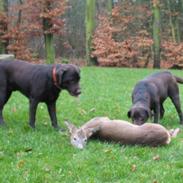 Labrador retriever Mokka