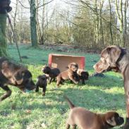 Labrador retriever Mokka