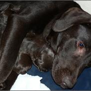 Labrador retriever Mokka