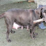 Labrador retriever Mokka