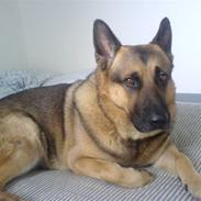 Schæferhund Tyson