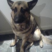 Schæferhund Tyson