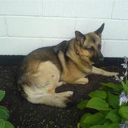 Schæferhund Tyson