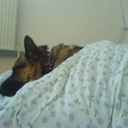 Schæferhund Tyson
